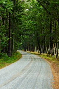 Road in the rural woods