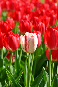 White tulip with many red tulips